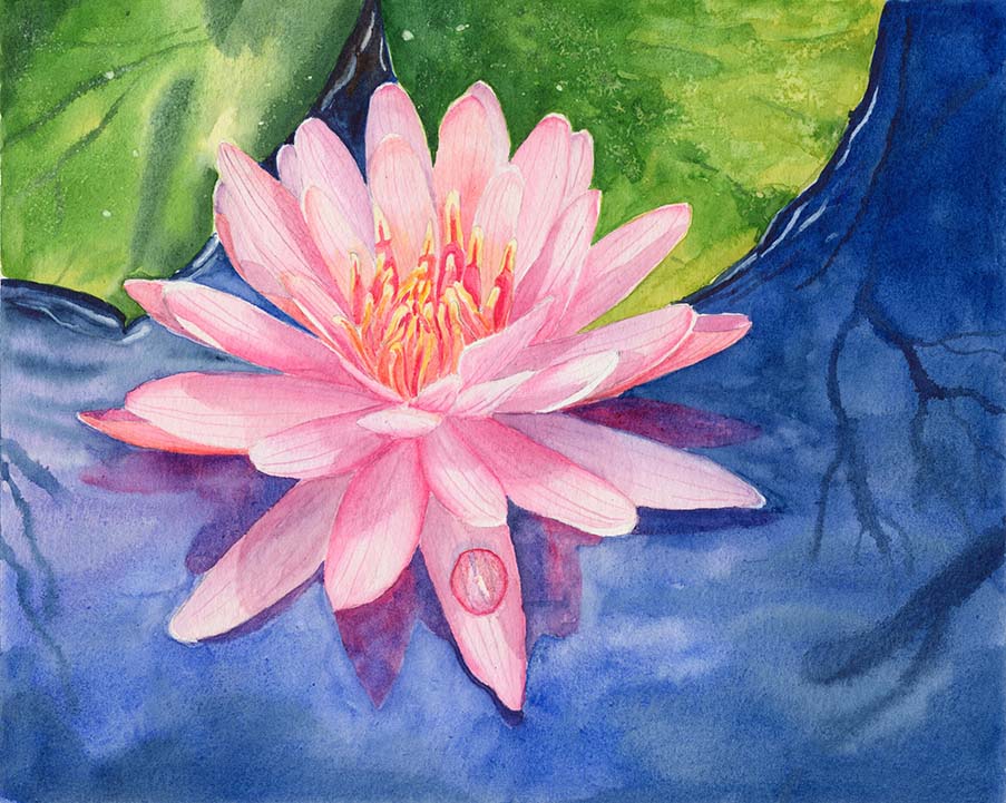 Waterlily Thumbnail Placeholder